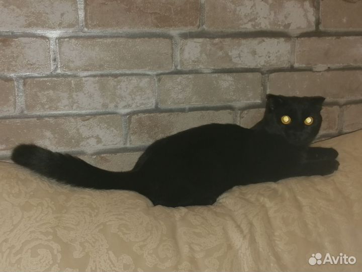 Шотландская вислоухая молодая кошечка