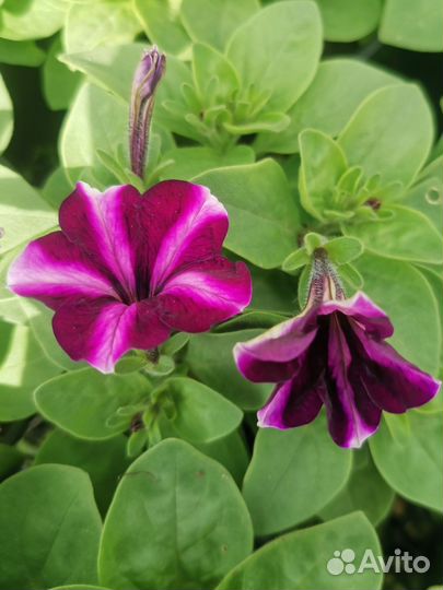 Ампельная петуния Джоконда Стармикс