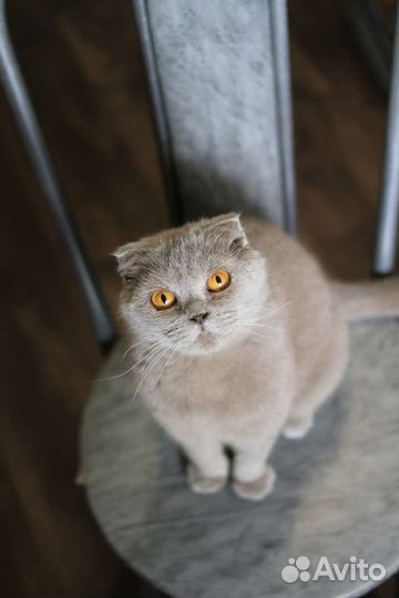 Кошка в хорошие руки