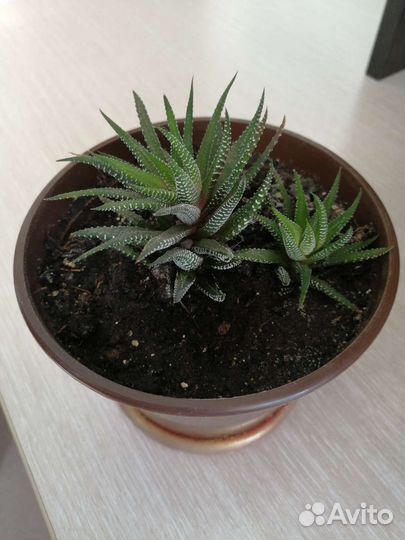 Цветок хавортия