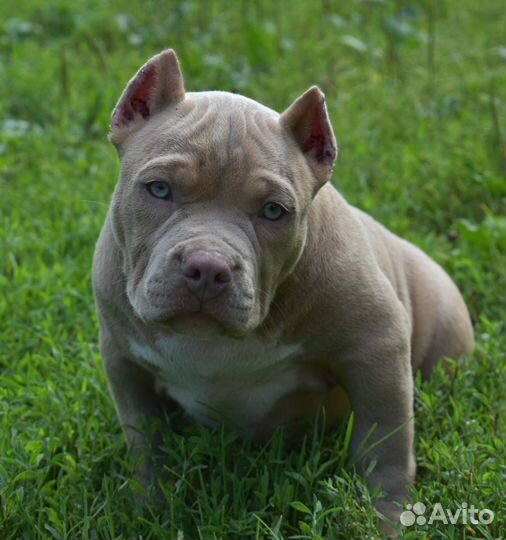 Американский булли девочка