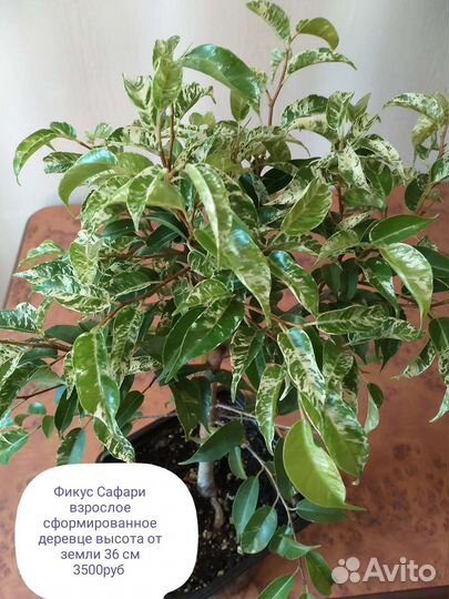 Фикусы Сафари