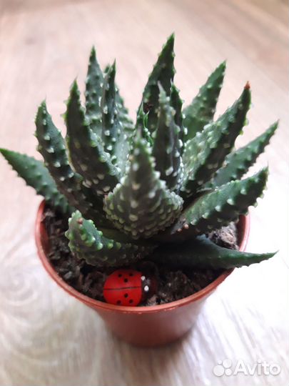 Суккуленты