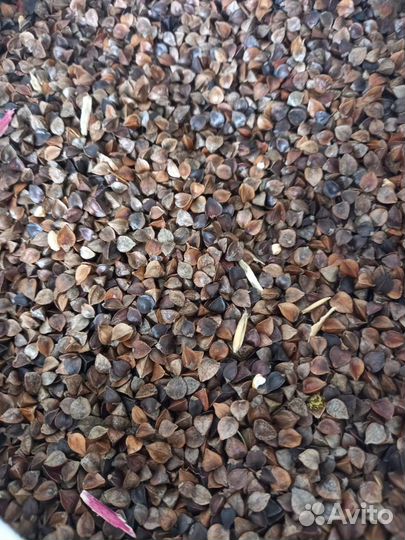 Гречиха посевная