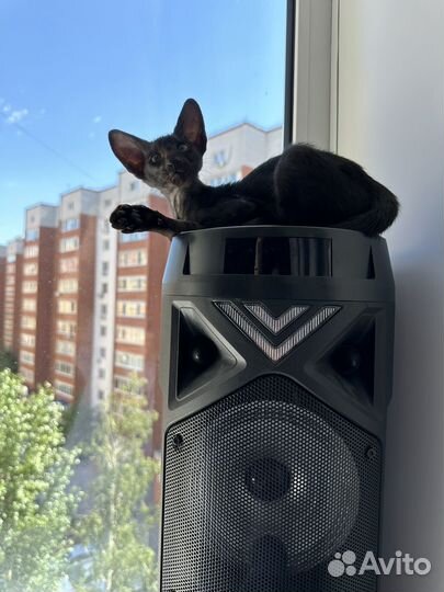 Ориентальные котята