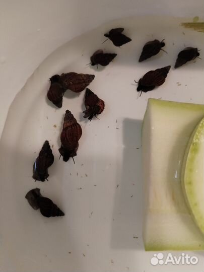 Улитка для аквариума мелании и катушка