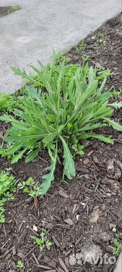 Ромашки гайлардия