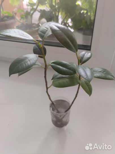 Продам цветок хлорофитум