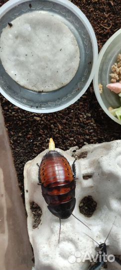 Мадагаскарский шипящий таракан