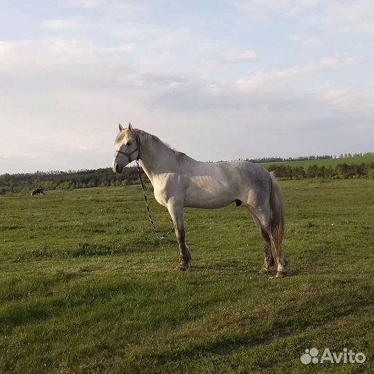 Орловский рысак