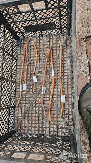 Черенки винограда Аватар