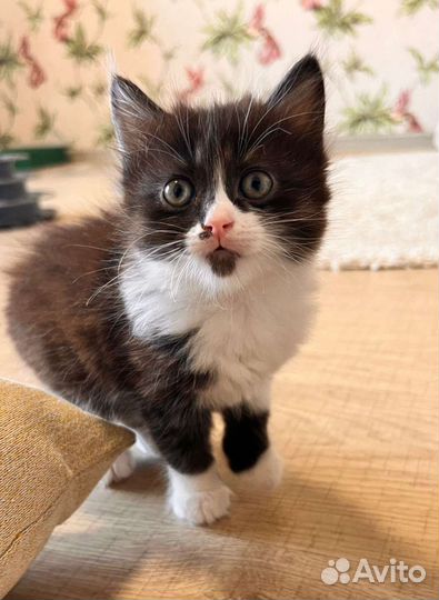 Котенок Принцесса