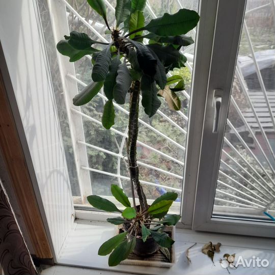 Цветок- Молочай беложильчатый