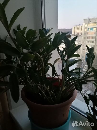 Замиокулькас