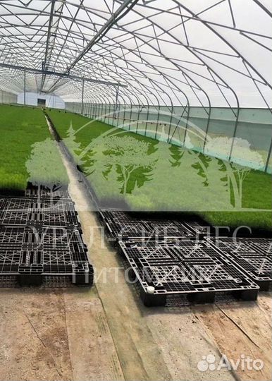 Лиственница Сибирская зкс сеянцы