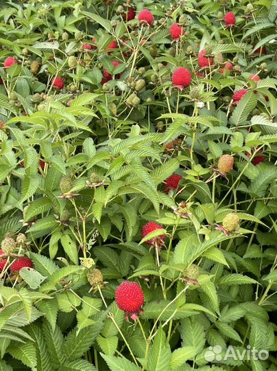 Малина тибетская или розолистная