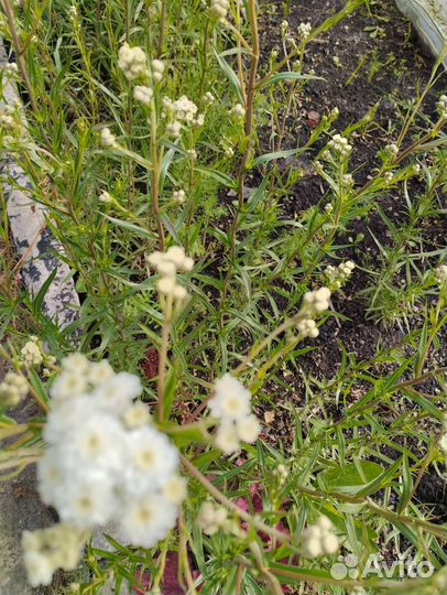 Жемчужница (тысячелистник)