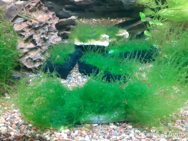 Аквариумные растения