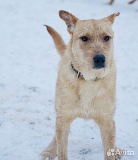 Чак из Кожуховского приюта
