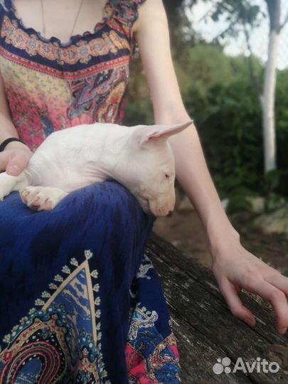 Миниатюрный бультерьер щенки