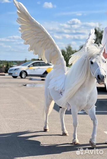 Пони на праздник