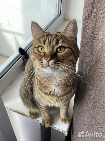 Европейская кошка