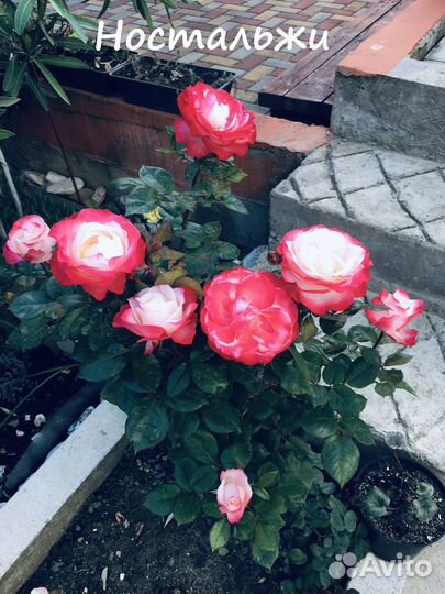 Корнесобственные розы. Чайно-гибридные