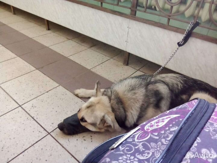 Собака в хорошие руки