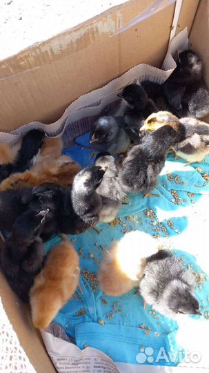 Цыплята суточные несушки