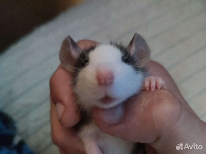 Декоративные крыски дамбо