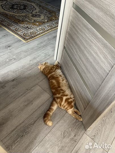 Шотландский кот вязка