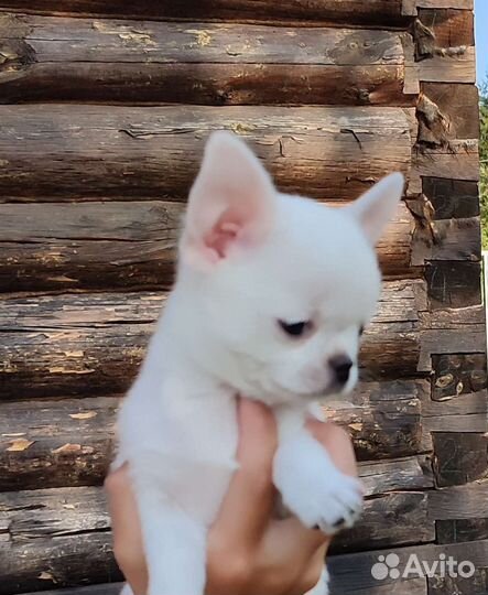 Щенки чихуахуа мини
