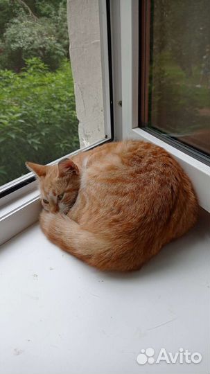 Кошки в добрые руки бесплатно