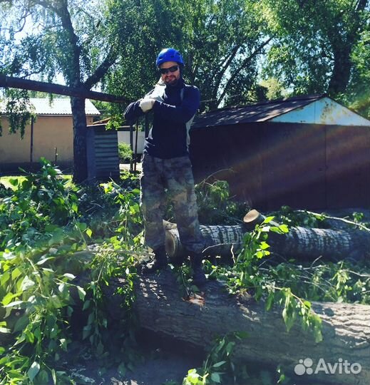 Спил деревьев