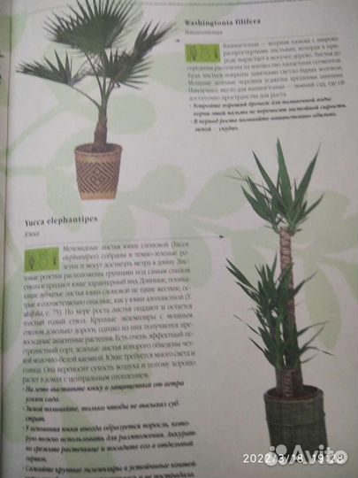 Энциклопедия комнатного цветоводства