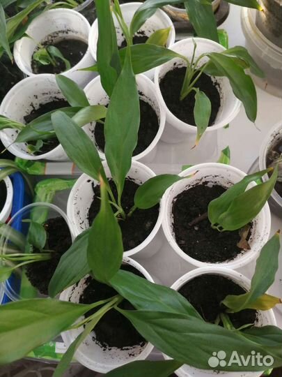 Женское счастье (Спатифиллум) отростки