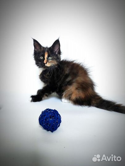 Малыши мейн-кун