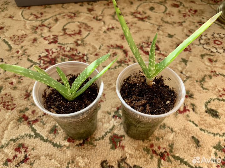 Алоэ вера растение