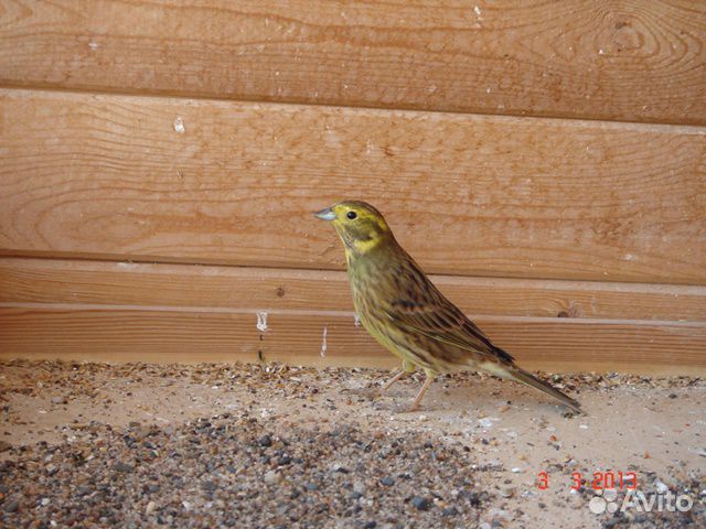 Певчие птицы