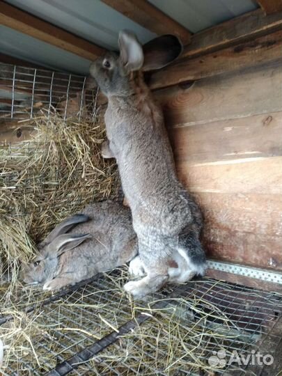 Кролики фландер