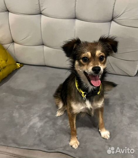 Маленькая собака