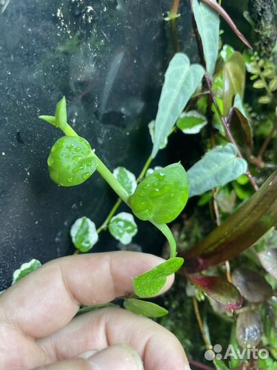 Растение для флорариума