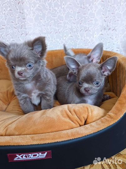 Лиловые малыши