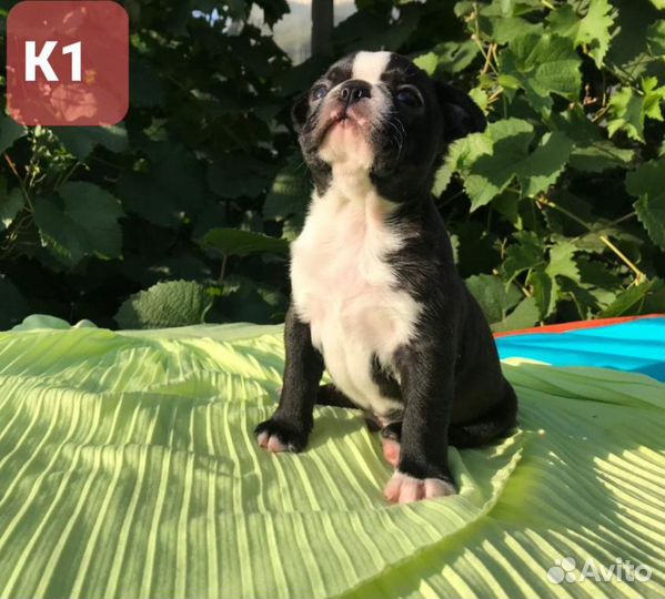 Щенки Бостон терьера