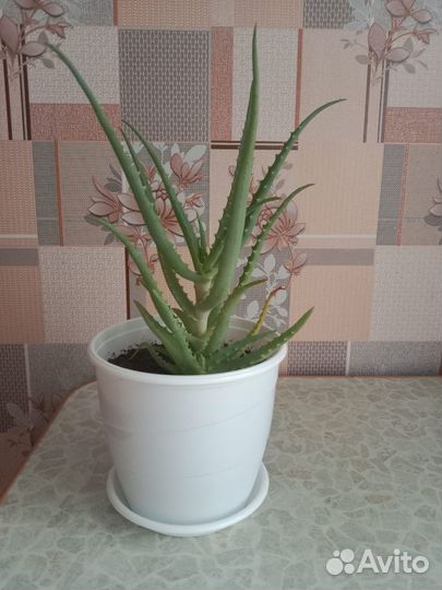 Алоэ лечебный