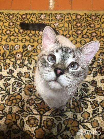 Котик