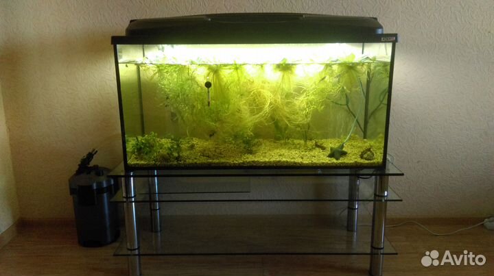 Аквариум. Рыбки. Растения