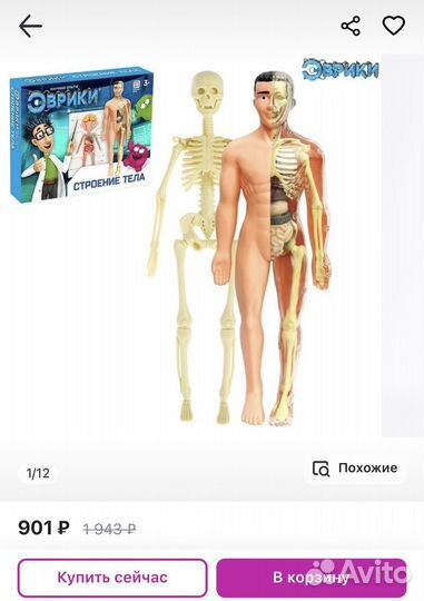 Набор Строение тела