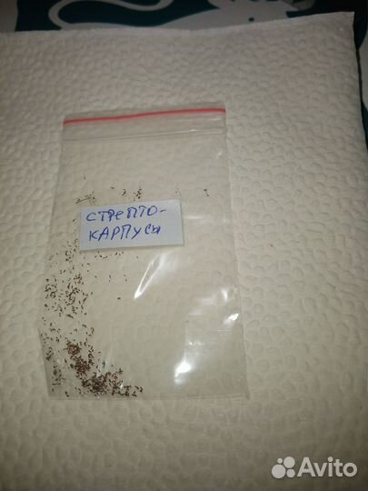 Семена стрептокарпусов