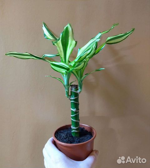 Драцена Фрагранс Еллоу Кост /Dracaena Yellow Coast